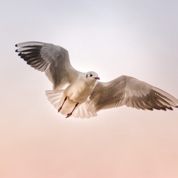 Birds can fly higher and higher