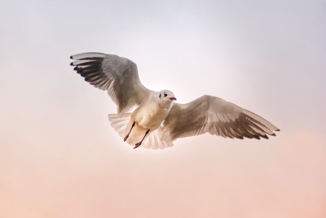 Birds can fly higher and higher
